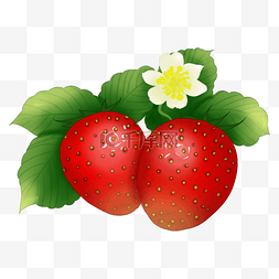 红色手绘草莓图片_红色草莓果实手绘国风植物