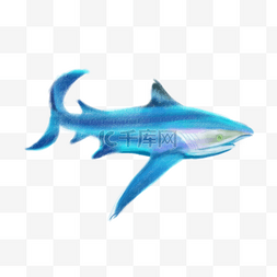 深蓝色浅蓝色图片_深色大鲨鱼设计图