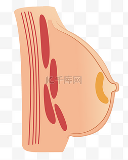 人体器官胸腺插画