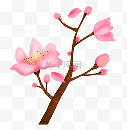春天的花朵花蕊图片_粉色的花朵花枝插画