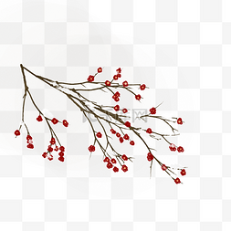 缀满红果的树枝