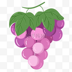 插画葡萄图片_紫色葡萄水果插画