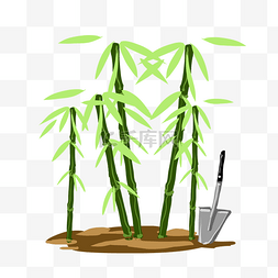 绿色的竹子  