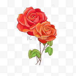 玫瑰花绿色叶子图片_红色的玫瑰花手绘插画