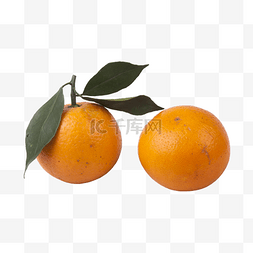 带叶子的橘子图片_橘子（png免抠）
