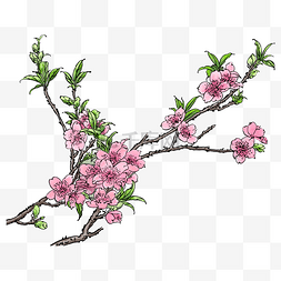 手绘桃花叶子图片_春天粉色手绘水彩风格桃花树枝