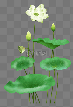 白色荷花图片_中国风白色荷花和叶子