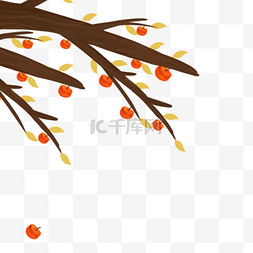 硬柿图片_立秋黄橙橙的柿子