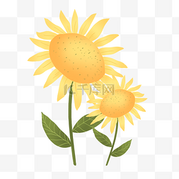 卡通鲜艳花朵图片_美丽绽放的太阳花