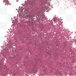 紫色大树叶子
