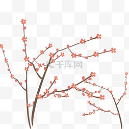 花苞开放冬季梅花