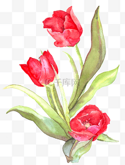 红色盛开的花图片_手绘红色的郁金香水彩花卉