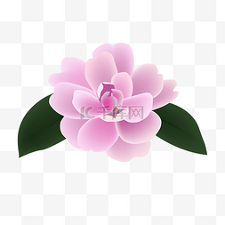 粉色唯美的花图片_粉色唯美花朵插画