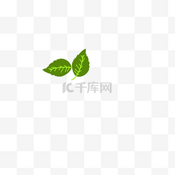 干锅茶树菇图片_茶树叶子橙子叶子