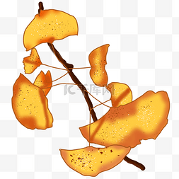 黄色银杏枝叶手绘插画