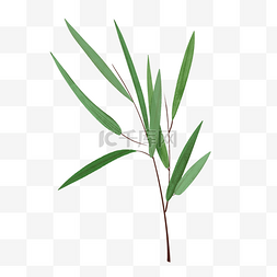 手绘植物竹子图片_绿色植物小清新装饰竹叶