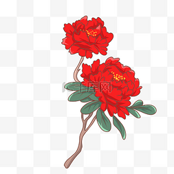 红色盛开花朵手绘插画