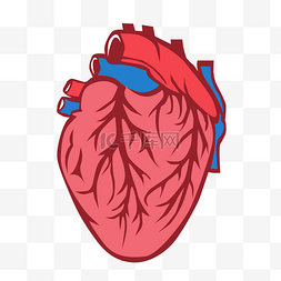 正面手绘图片_手绘器官心脏正面矢量免抠素材