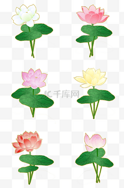 荷花花卉PNG