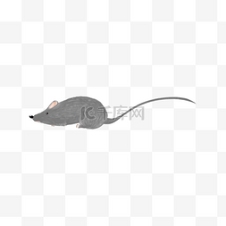 老鼠插画图片_老鼠（png免抠）