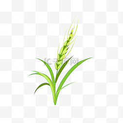 手绘水稻图片_一颗绿色的麦苗麦穗