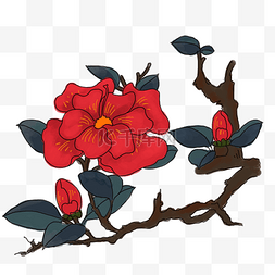 手绘花朵插图图片_中国风手绘茶花卉插图