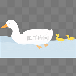 处暑节气湖中母鸭小鸭排队游
