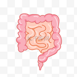 手绘人体器官肠子插画
