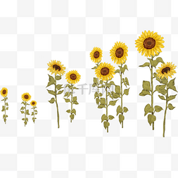 手绘花朵插图图片_手绘卡通矢量向日葵