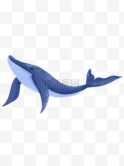 小清新动物插画图片_小清新手绘鲸鱼设计可商用元素