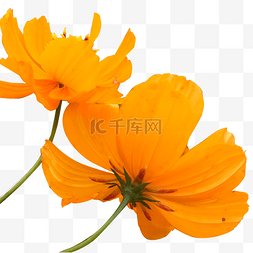 橙色简洁向阳花朵