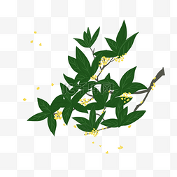 手绘植物桂花插画