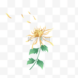 重阳节重九节黄菊花赏菊插画