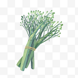 一捆绿色的蔬菜插画