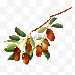 树枝果实植物素材图片_中国风枣子手绘果实