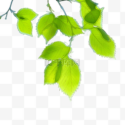 手绘绿色树叶背景图片_树叶漂浮绿叶清新