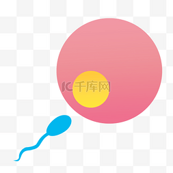 卵子发育图片_卡通精子和卵子的结合