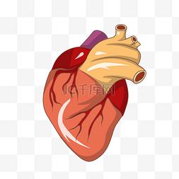 手绘心脏器官图片_手绘人体器官心脏插画