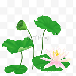 夏季池塘的荷花荷叶PNG