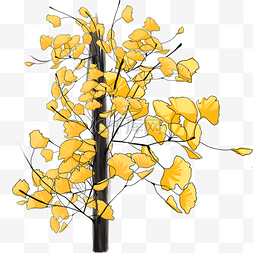 秋季植物银杏树手绘插画