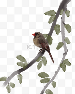小鸟和小鸟图片_手绘工笔鸟和树枝