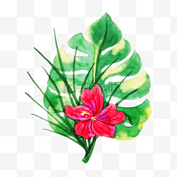 手绘写实热带植物