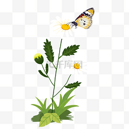 菊花和草图片_春天的雏菊和蝴蝶