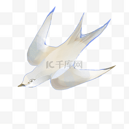 白色的燕子手绘插画