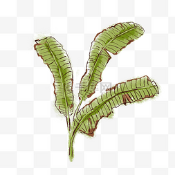 芭蕉叶子植物