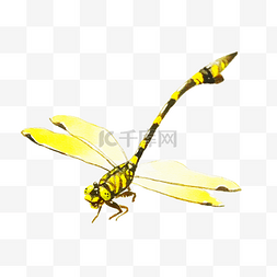 可爱的蜻蜓图片_手绘黄色的蜻蜓插画