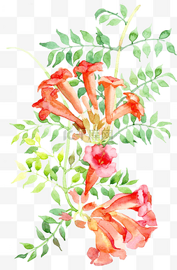 水彩漂亮的红色花图片_手绘水彩喇叭花卉插画