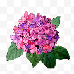 紫阳花绣球花花团紫色植物水墨国