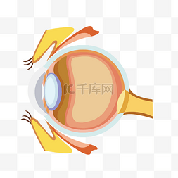 眼球上翻图片_手绘人体器官结构图人体五官眼球