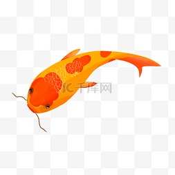 游动鱼插画图片_长长胡须的锦鲤插画
